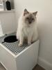 Bedste kattebakke til min Ragdoll!