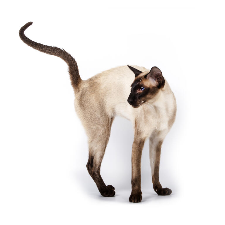 Til ære for gammelklog Goneryl Siamesisk - Tortie point kat | Cat Breeds