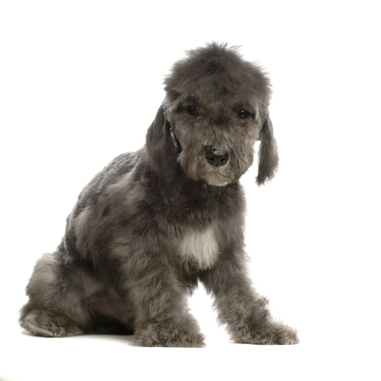 Bedlington Terrier Dogs Information Om Racer Omlet