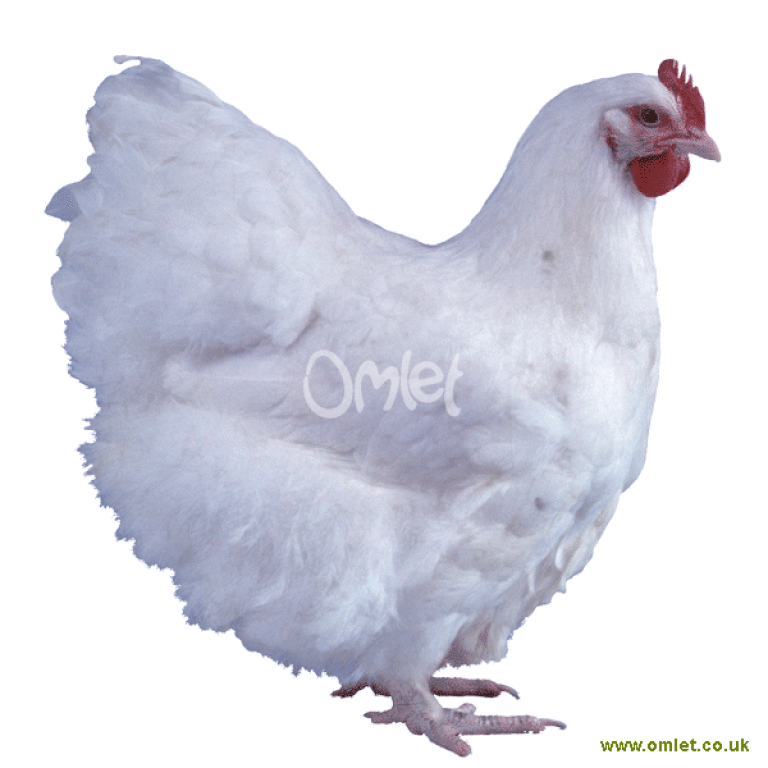 Orpington høne | Orpington For Sale | Hønseracer