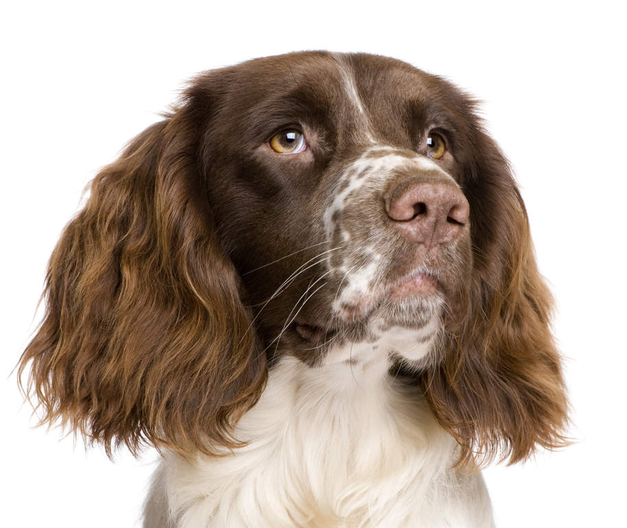Dog breeds english springer spaniel clearance