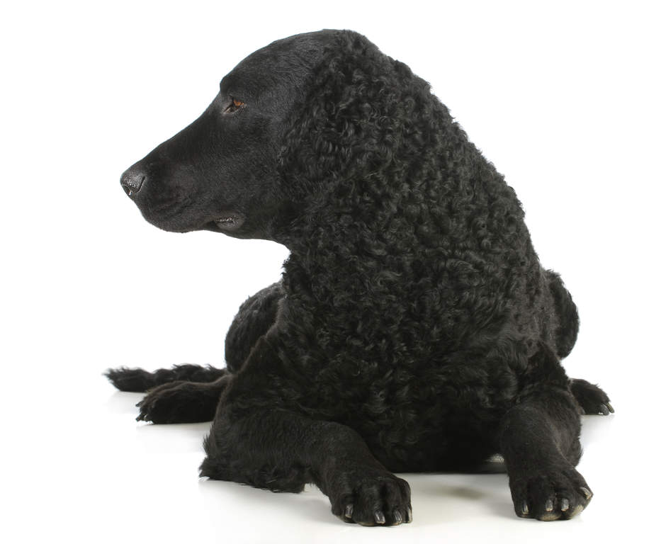 Hunderasse Retriever Curly-coated retrieverhund | Dog Breeds