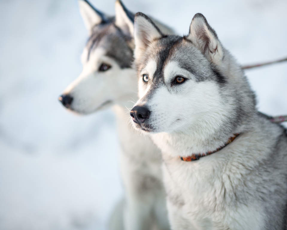ironi Fruity Udgående Siberian Husky hund | Dog Breeds