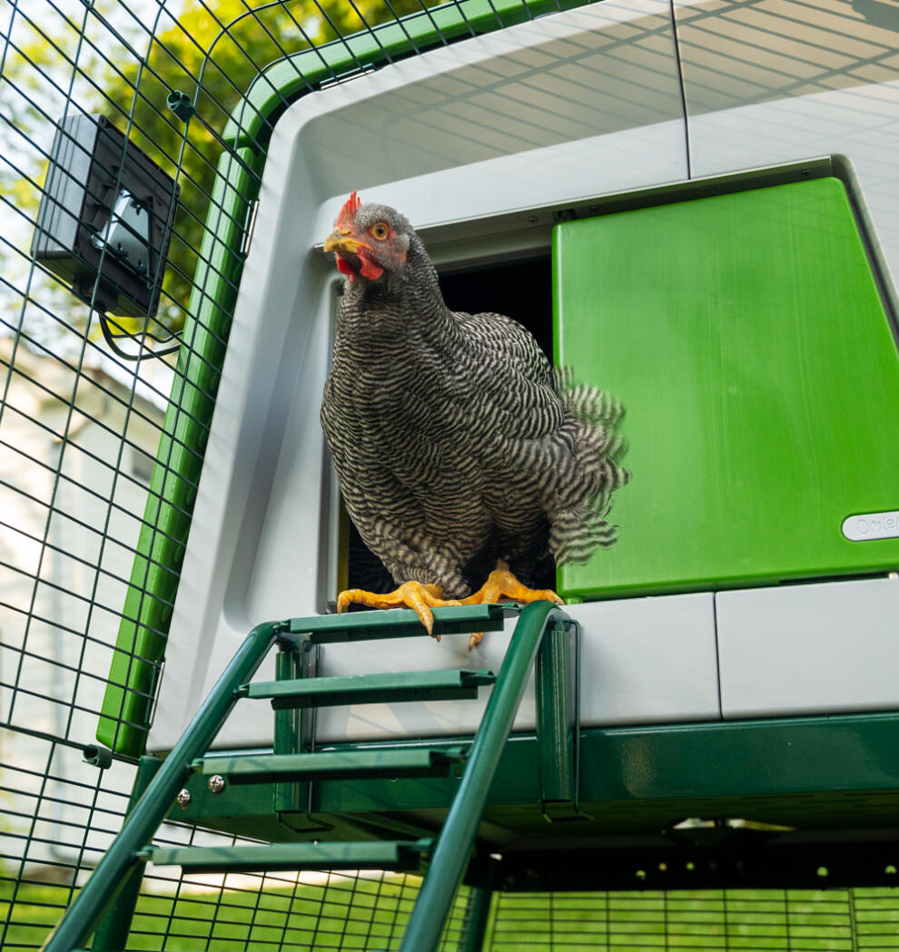 Kylling på vej ud af en automatisk dør på Eglu Cube