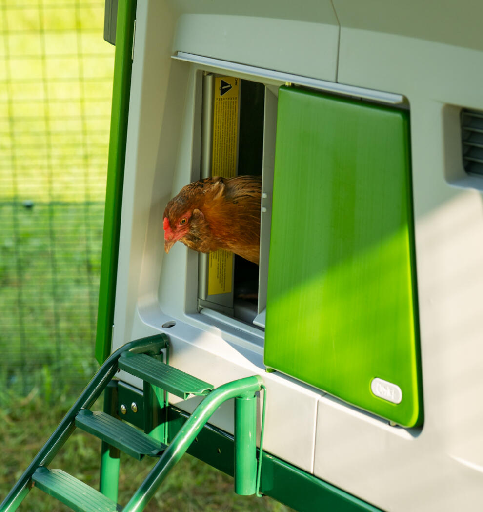 En kylling i døråbningen til den automatiske hønsehusdør.