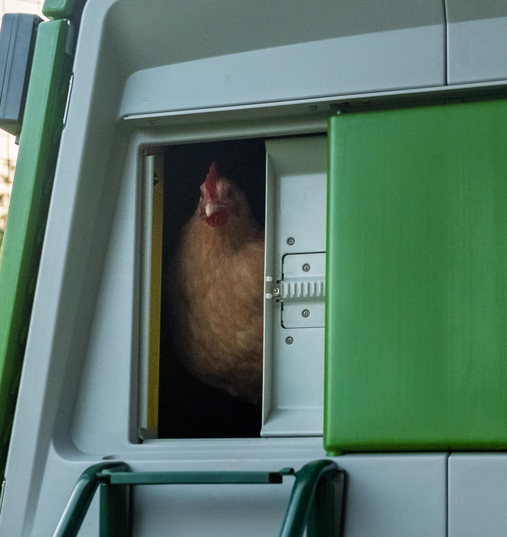 Kylling kigger ud fra en lukning Autodoor