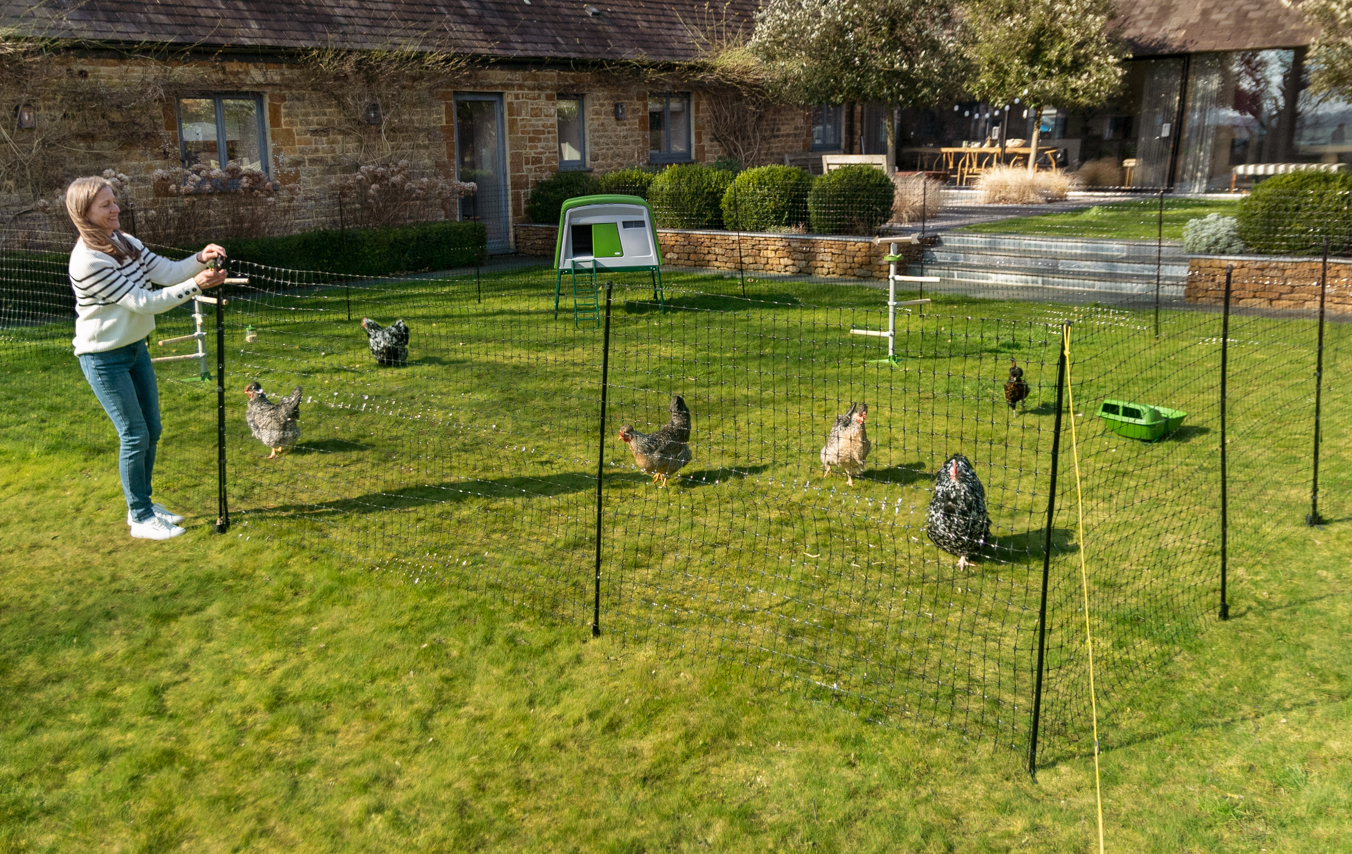 Høns indhegnet i haven med Omlets hønsehegn