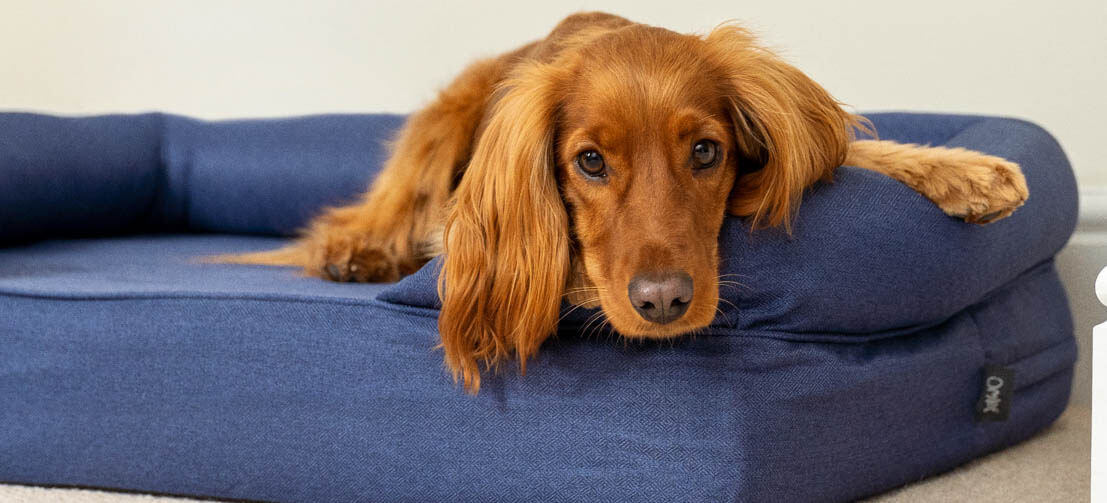 kastanjefarvet cocker spaniel kigger roligt ud fra en dybblå hundeseng med støttekant