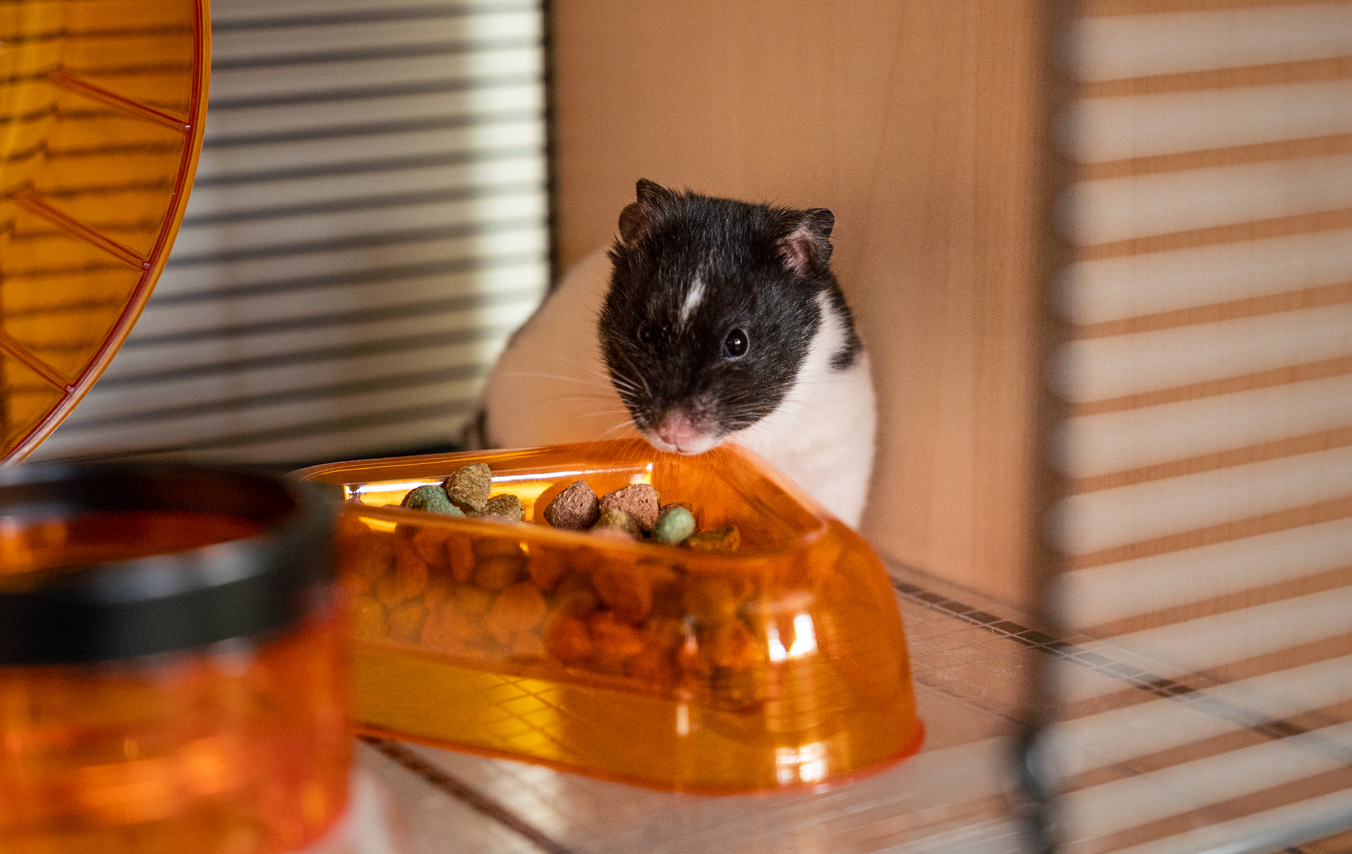 hamster der spiser i qute hamsterburet