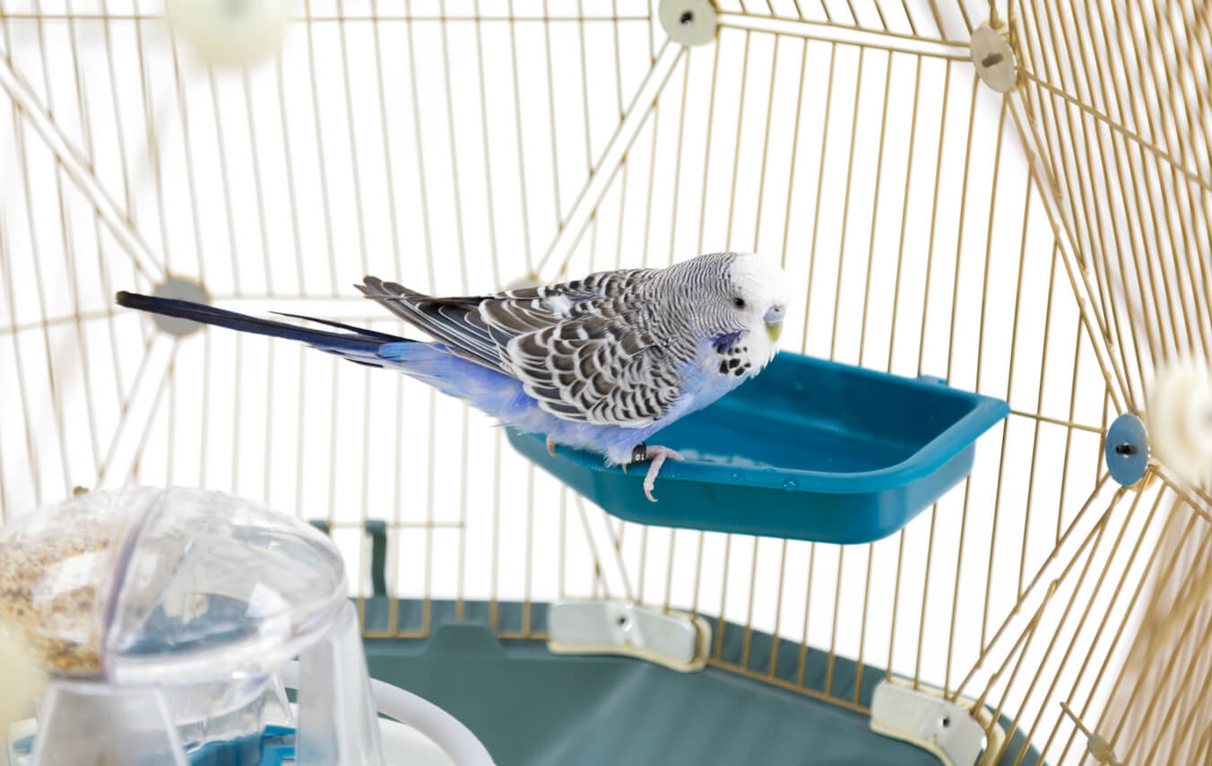 Badning er en vigtig del af fuglenes vedligeholdelse af deres fjerdragt