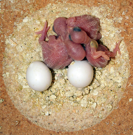 Undulatunger og æg i en rede