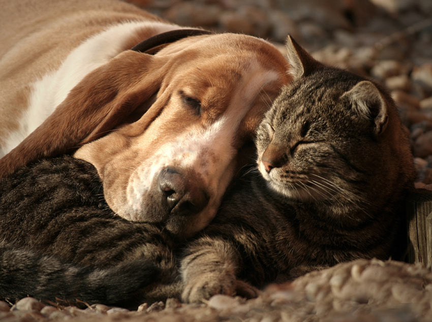 En Bassethund hviler hovedet på en tabby kat
