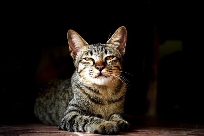 I stor skala evigt Trække ud De 7 mest allergivenlige katteracer | Vælg den rigtige kat for dig | Katte