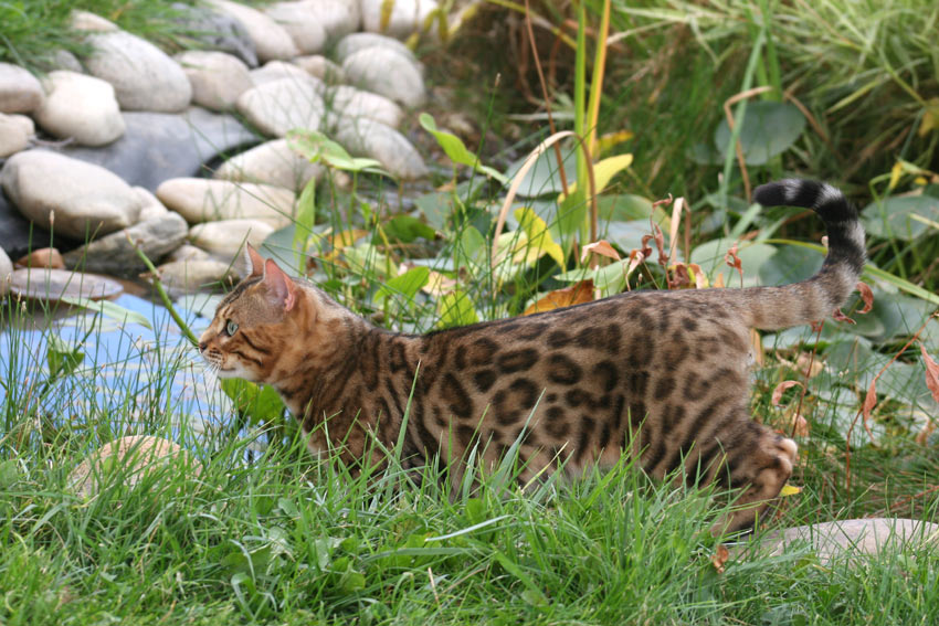 En Bengal kat med et utrolig flot pelsmønster