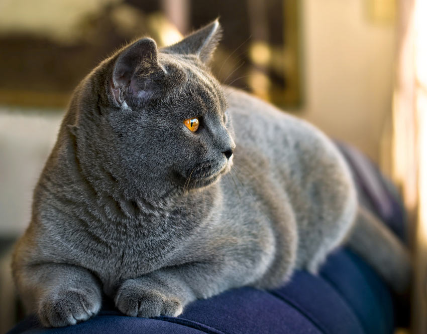 Pelspleje Pasning og af | Katte | Guides | Omlet DK