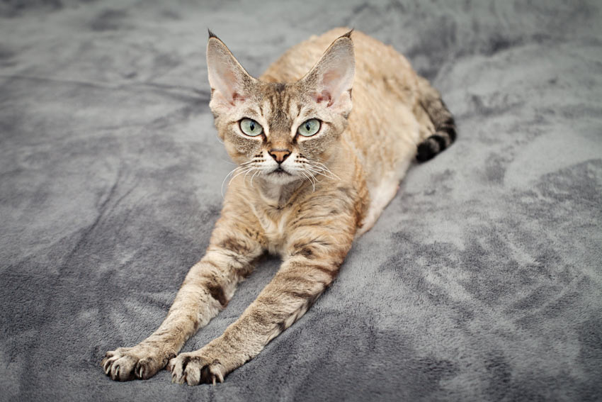 7 mindste katteracer | Vælg den rigtige kat for dig | Katte | Guide
