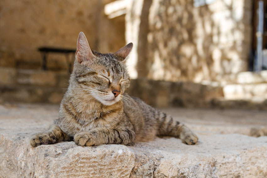 En græsk kat daser i solen