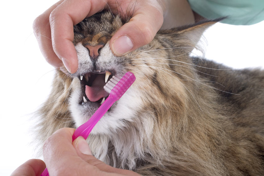 En Maine Coon kat får børstet tænder