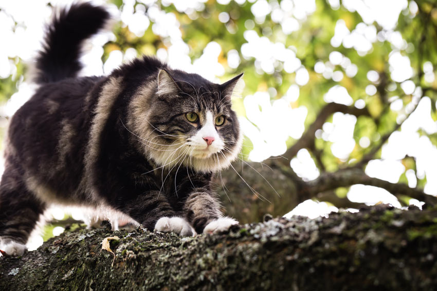 En norsk skovkat med en stor busket hale klatrer i et træ