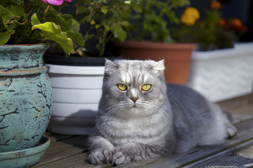 En scottish fold kat der trives med masser af opmærksomhed