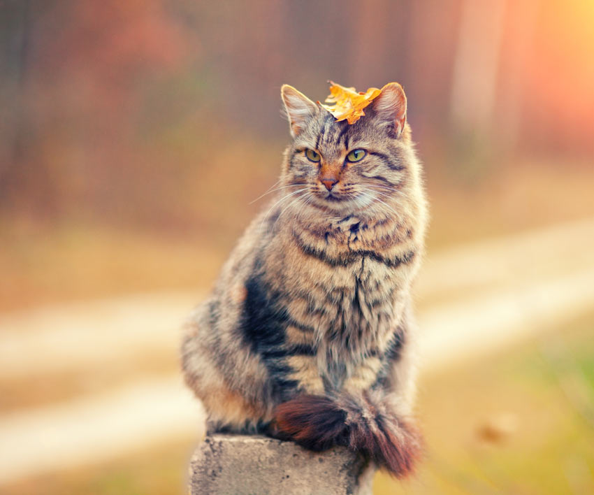 En sibirisk kat med allergivenlig pels balancerer et blad på sit hoved