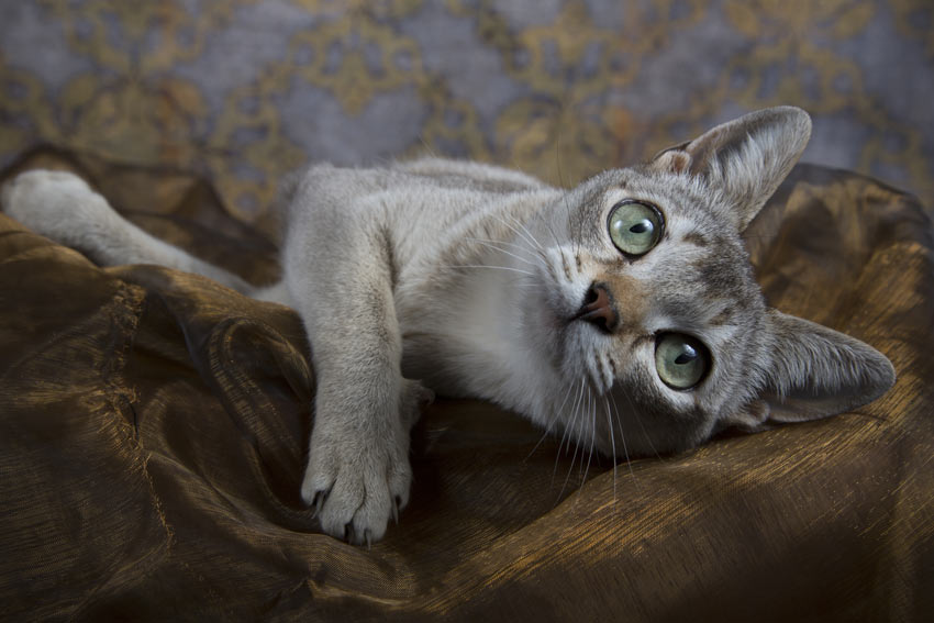 En singapura kat med smukke grønne øjne ligger ned