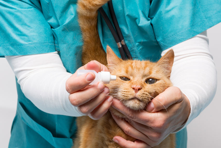 En voksen rød kat bliver givet øjendråber hos dyrlægen
