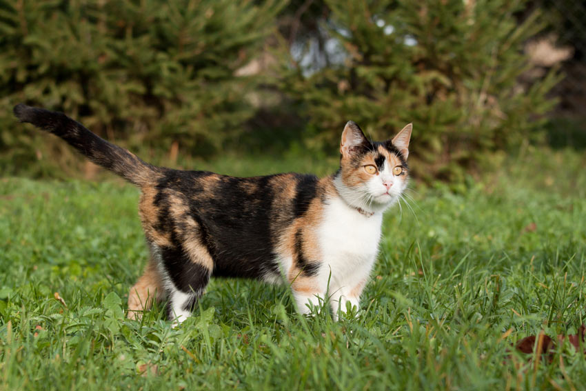En smuk Calico kat går en tur i græsset