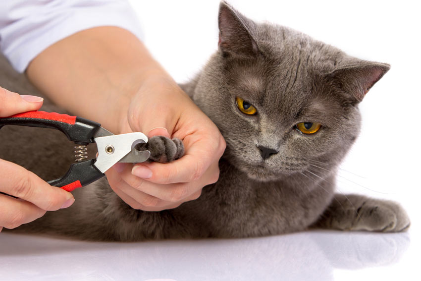 dominere overvælde Og hold Sådan klipper du din kats kløer | Pasning og pleje af katte | Katte