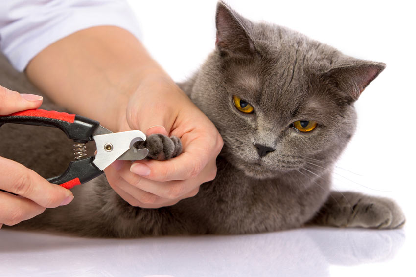 En smuk Scottish Fold får kløerne klippet