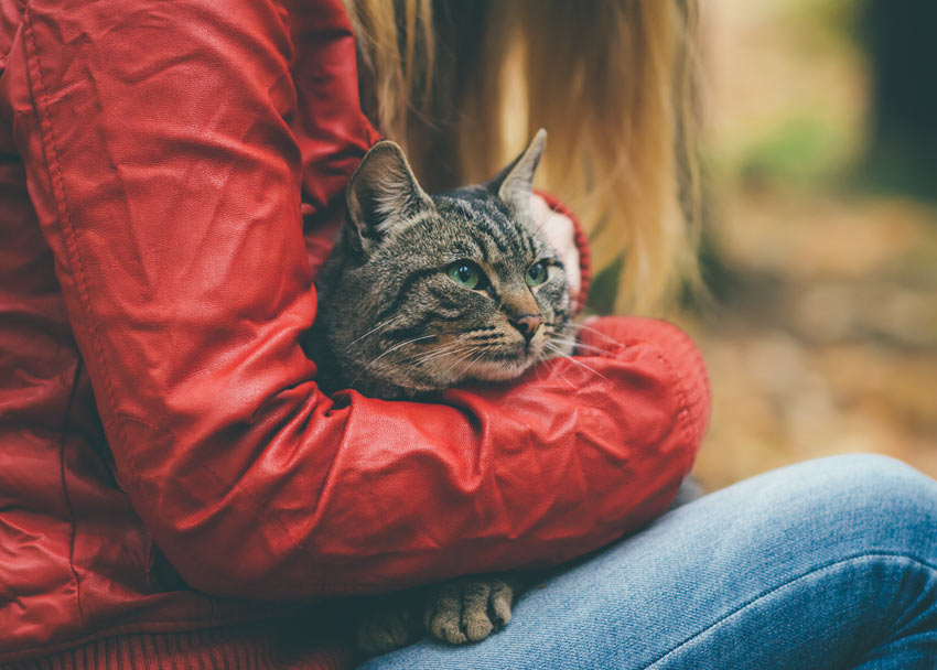 En voksen kat med et smukt pelsmønster bliver holdt af sin ejer
