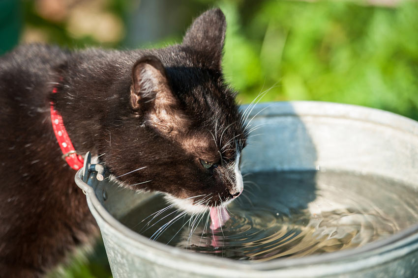 erhvervsdrivende Grisling Min Hvorfor hader katte vand? | Hvorfor gør katte sådan….? | Katte | Guide