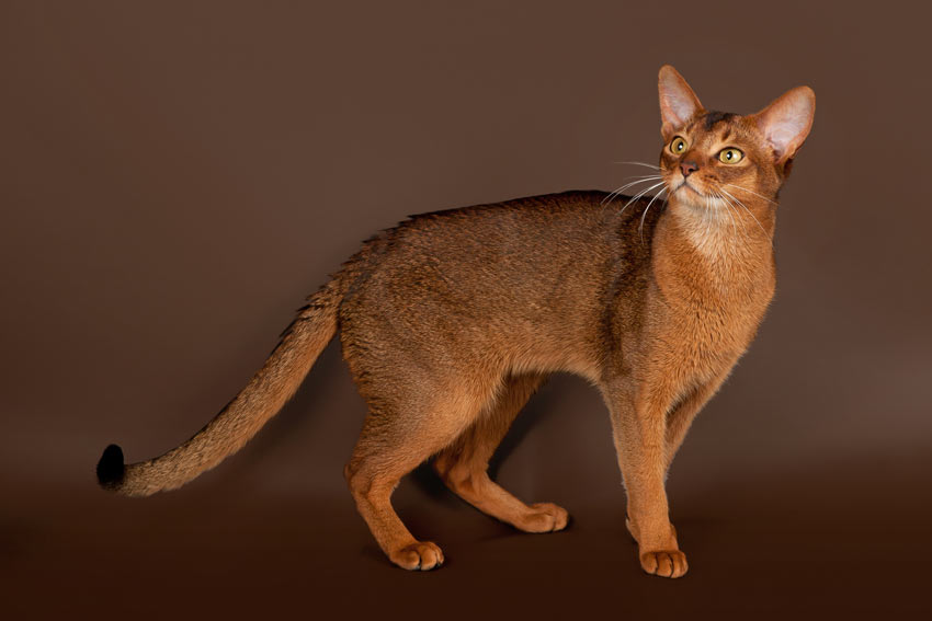 En smuk brun Abyssinier kat med kort pels