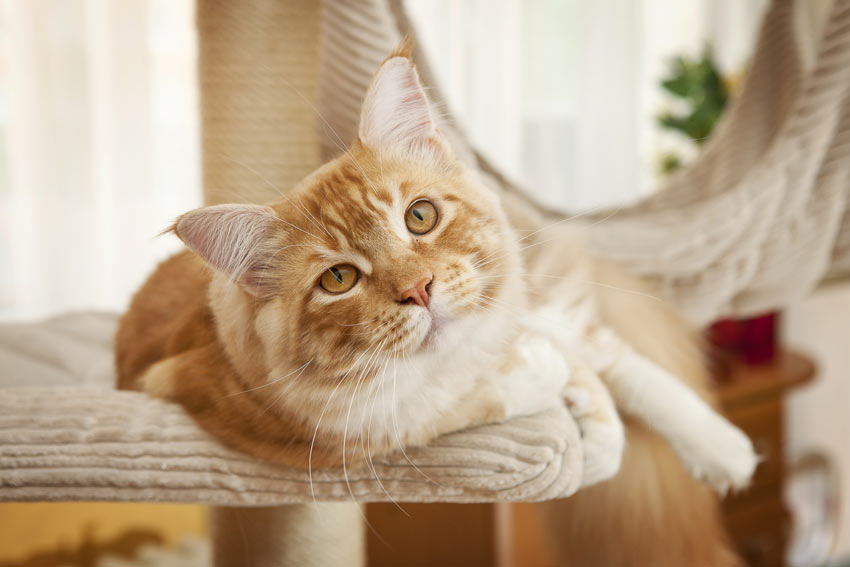 Kattetræning | Katte | Guide Omlet DK