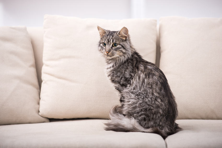 En smuk grå kat sidder på sofaen