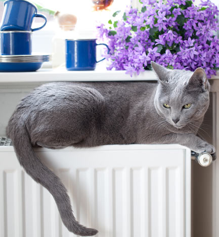 En smuk allergivenlig Russian Blue kat sidder på en varm radiator
