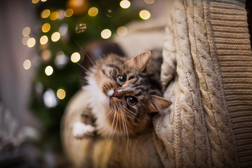 En smuk tabby kat der fejrer jul indenfor