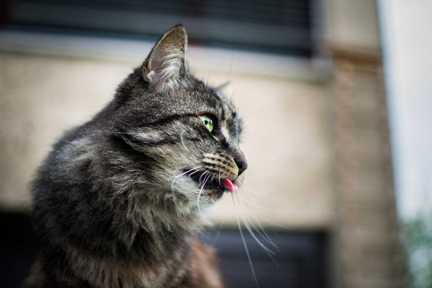 En sød tabby kat stikker sin ru tunge ud