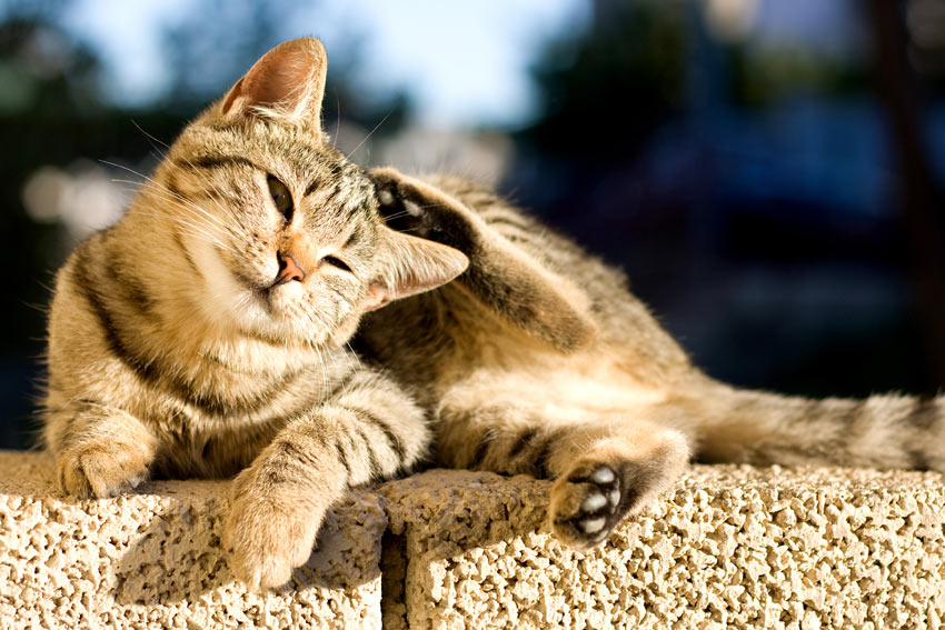 Sådan fjerner du en flåt fra din kat | og pleje af katte Katte