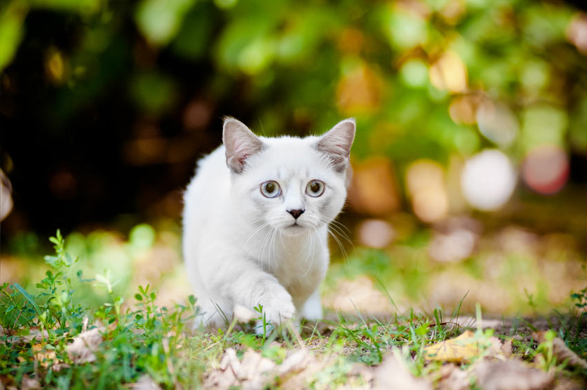 forbi Arrowhead forsendelse De 7 mindste katteracer | Vælg den rigtige kat for dig | Katte | Guides