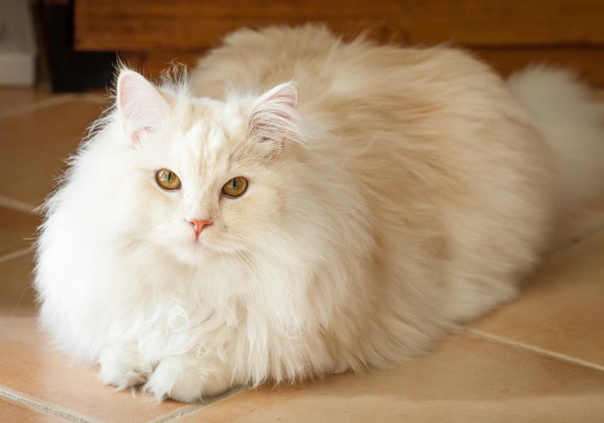 En smuk hvid Ragdoll kat med en lang pels