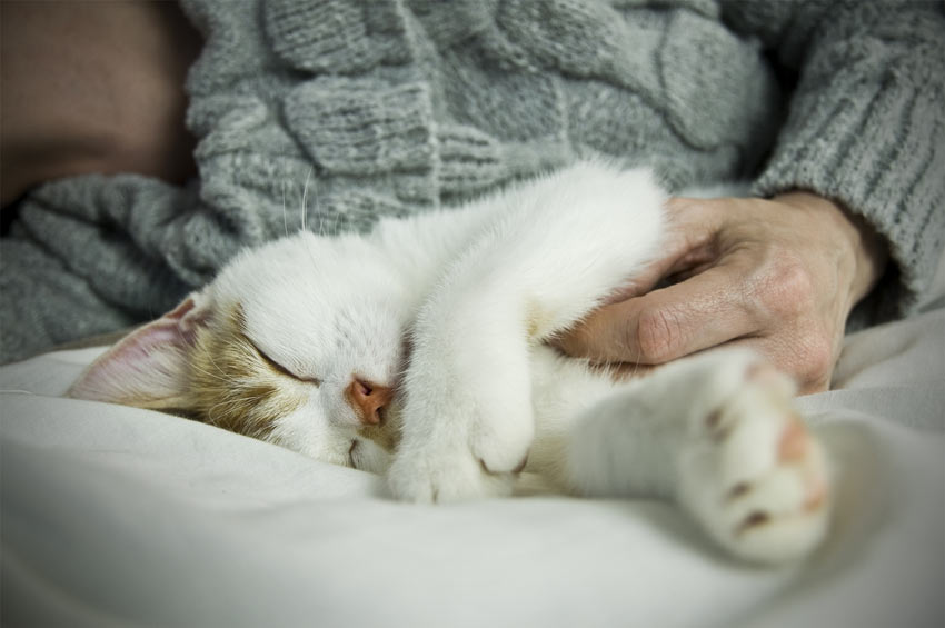 Hvorfor sover katte så meget? | gør katte | Katte