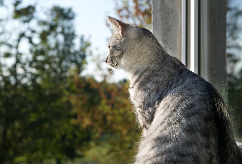 En smuk ung kat kigger ud af vinduet
