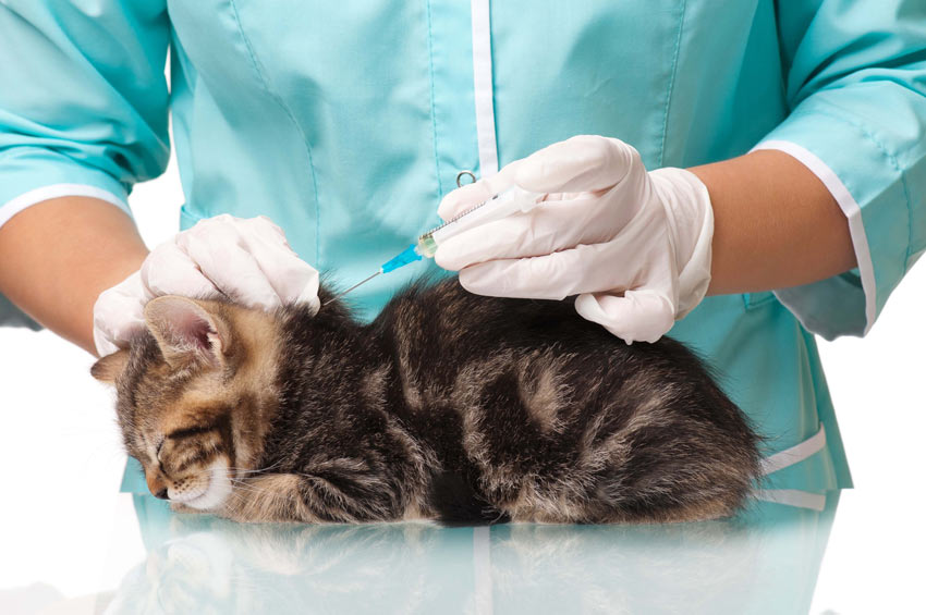 En yndig ung killing bliver vaccineret