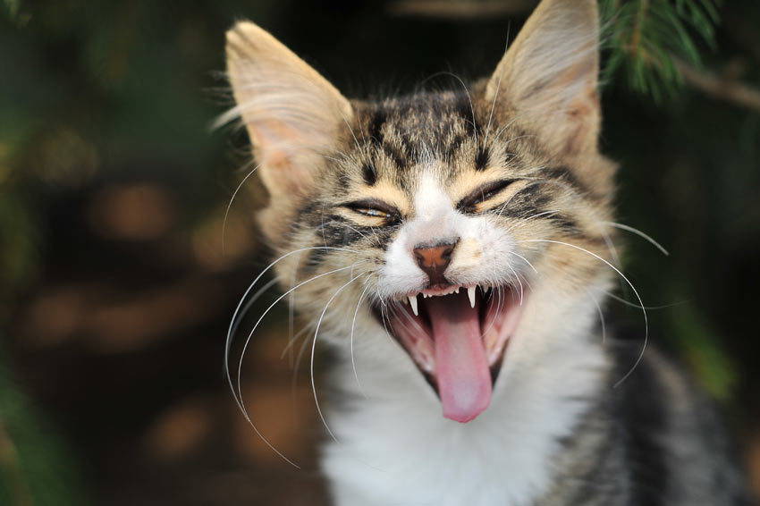En smuk lille killing gaber med vidt åben mund