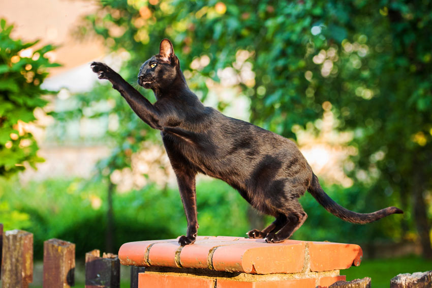 En sort korthåret orientalsk kat med en allergivenlig pels