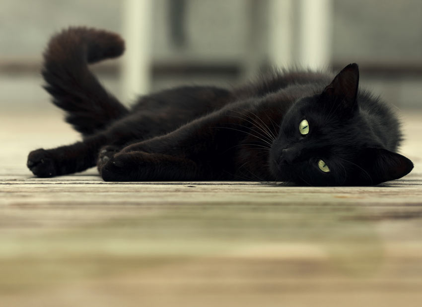 dit hjem sikkert | en ny kat med hjem Katte | Guides