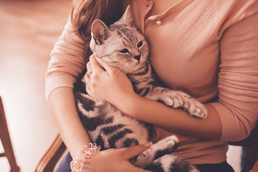 Hvordan løfter man en kat Pasning og pleje af katte | Katte |