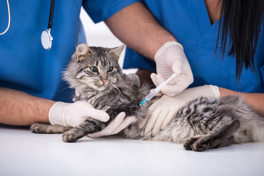 En kat får en booster dosis hos dyrlægen