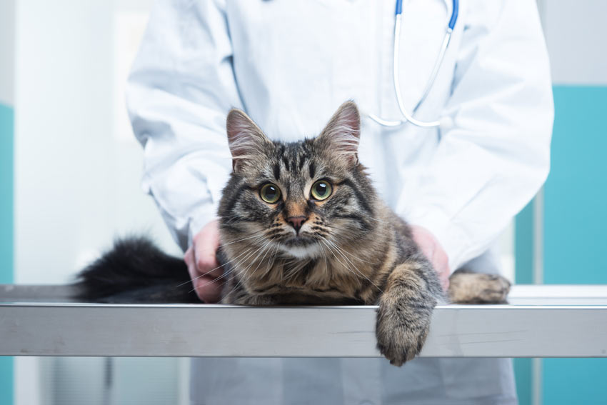 En kat bliver undersøgt hos dyrlægen